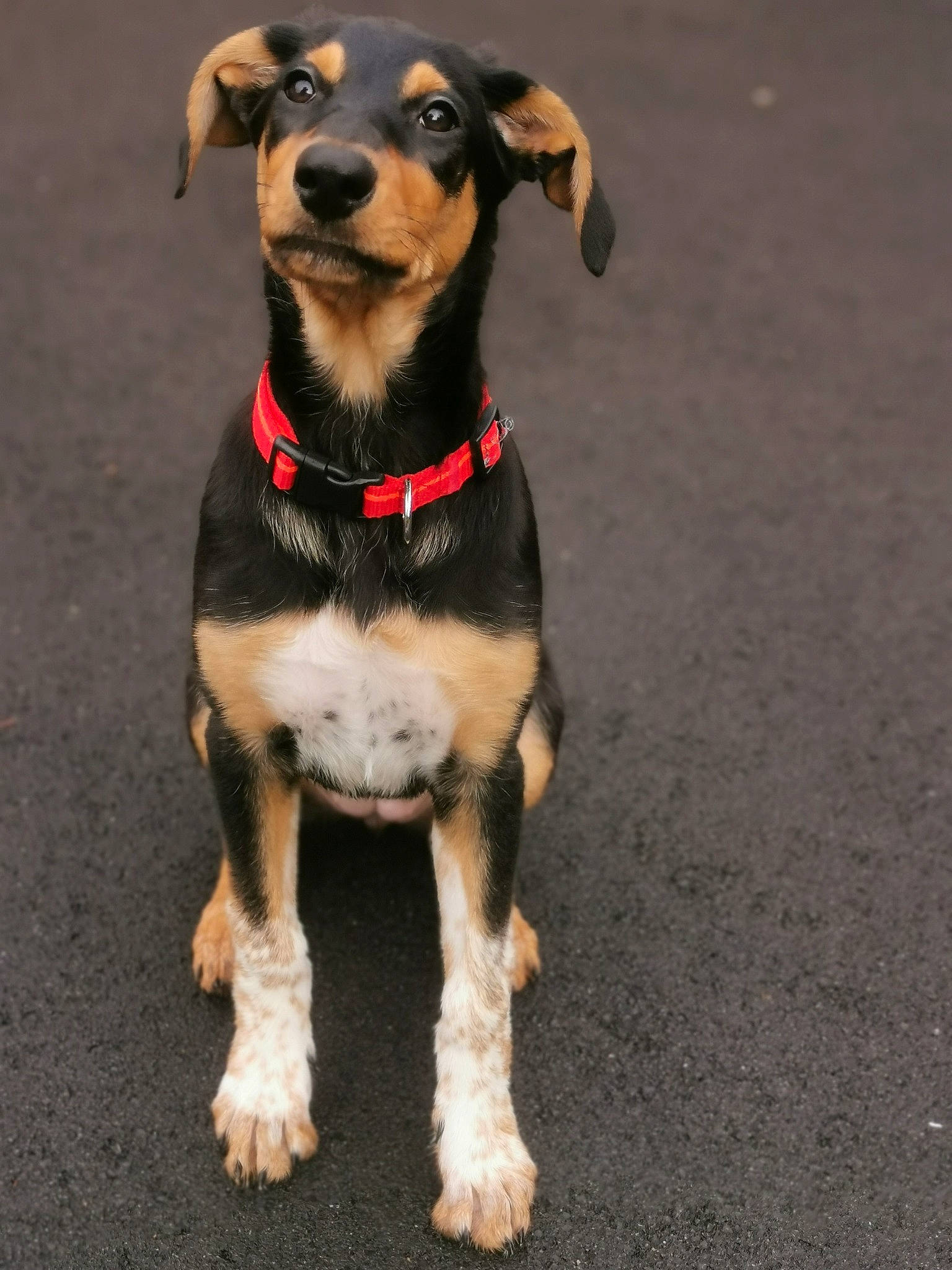 Mady participe au concours pour gagner de l'argent avec cette photo : black_and_tan_terrier, canidae, carnivore, companion_dog, dog, dog_breed, fawn, german_pinscher, huntaway, hunting_dog, mammal, puppy, rare_breed_dog, sporting_group, transylvanian_hound, vertebrate, working_dog