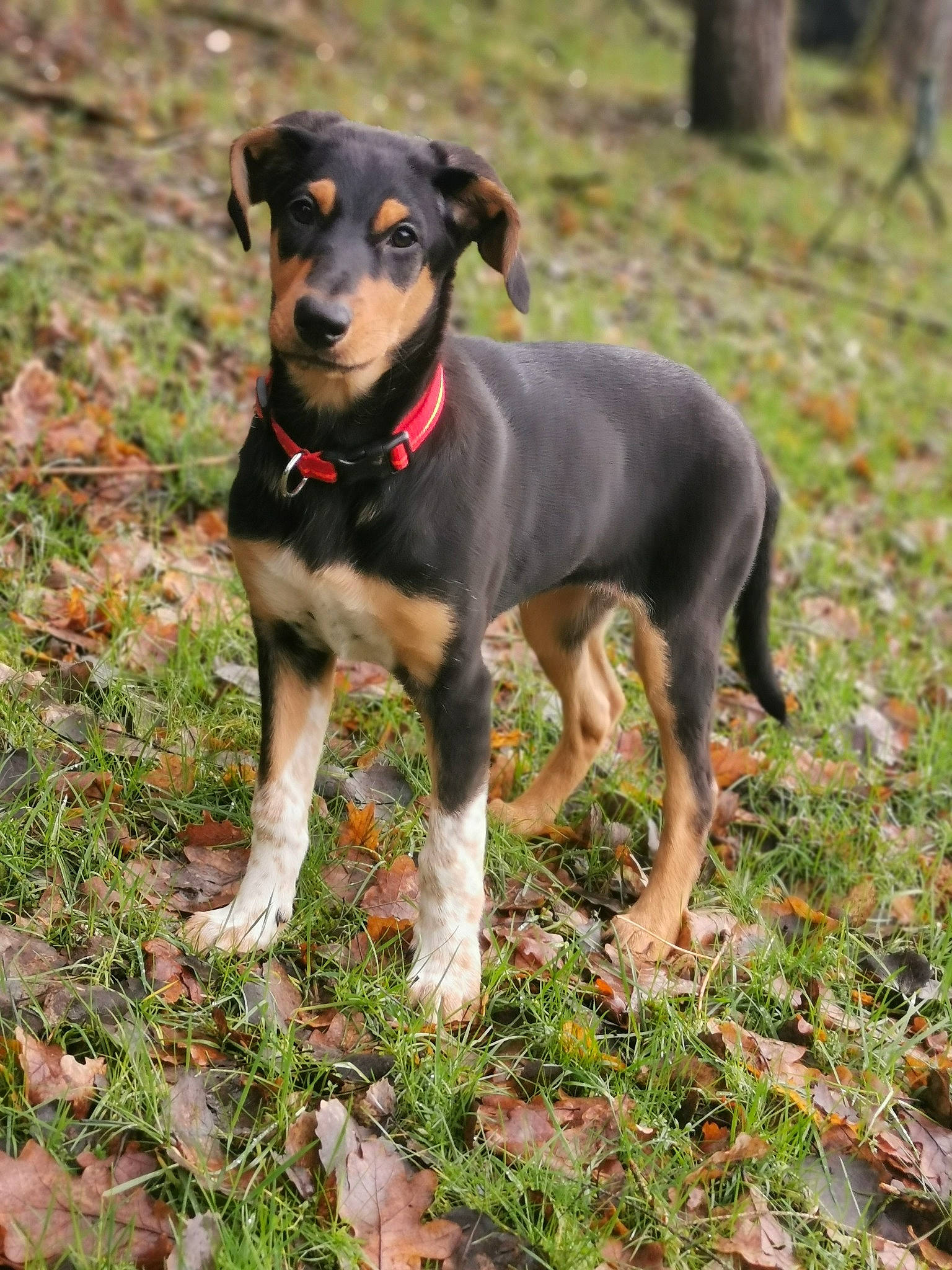 Mady a rejoint le concours — aidez-le/la à gagner de superbes lots ! austrian_black_and_tan_hound, black_and_tan_terrier, canidae, carnivore, companion_dog, dog, dog_breed, fawn, german_pinscher, huntaway, hunting_dog, mammal, manchester_terrier, pinscher, rare_breed_dog, smaland_hound, transylvanian_hound, vertebrate, working_dog