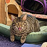 cat, tabby, pet, animal, feline, open_mouth, yawning, meowing, whiskers, ears, striped_fur, brown_fur, gray_fur, lying_down, pet_bed, cushion, indoor, cozy, portrait, funny