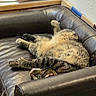 cats, two_cats, tabby_cat, pet, animal, feline, sleeping, lying_down, belly_up, playful, relaxed, upside_down, green_eyes, fur, whiskers, leather_chair, armchair, indoor, home, funny