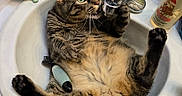 Crazee Carson is registered to the contest to win money with this photo: cat, tabby_cat, pet, animal, sink, bathroom, faucet, soap, toiletries, towel, brush, lying_down, relaxed, green_eyes, whiskers, paws, belly, indoor, humorous, closeup