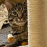 cat, tabby_cat, pet, feline, green_eyes, whiskers, striped_fur, sitting, peeking, scratching_post, cat_toy, carpet, indoor, home, pet_furniture, close_up, portrait, animal, curious, playful
