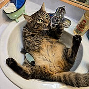 Carson is registered to the contest to win money with this photo: bathroom, bottle, brush, cat, claws, cleaning_supplies, countertop, cute, domestic_animal, faucet, fur, green_eyes, lounge, mirror, paw, pet, relaxed, sink, tabby_cat, whiskers