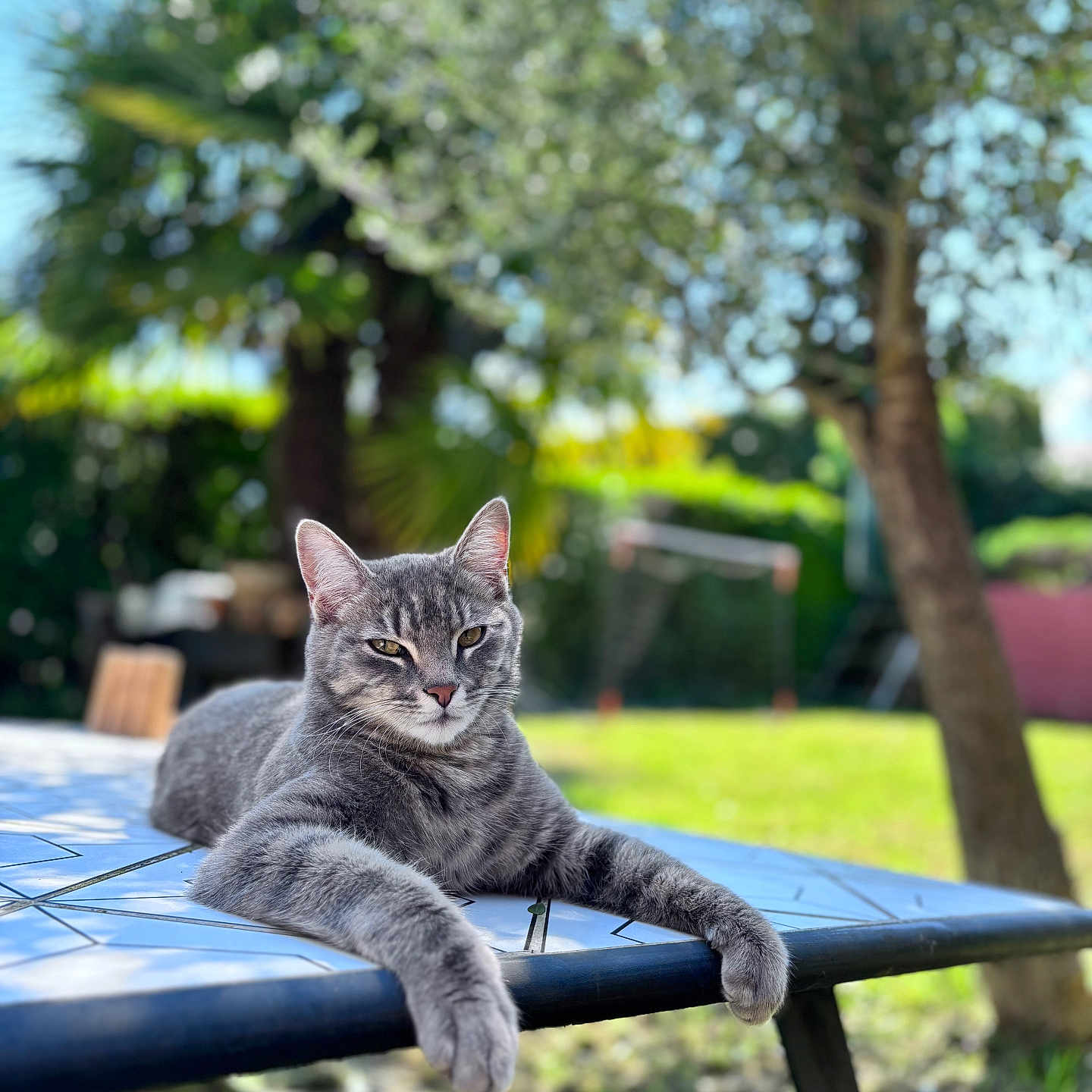 Molleton participe au concours pour gagner de l'argent avec cette photo : animal, blurred_background, cat, daylight, domestic_animal, feline, fur, garden, gray_tabby, greenery, nature, outdoor, paw, pet, portrait, relaxed, resting, sunlight, table, tree