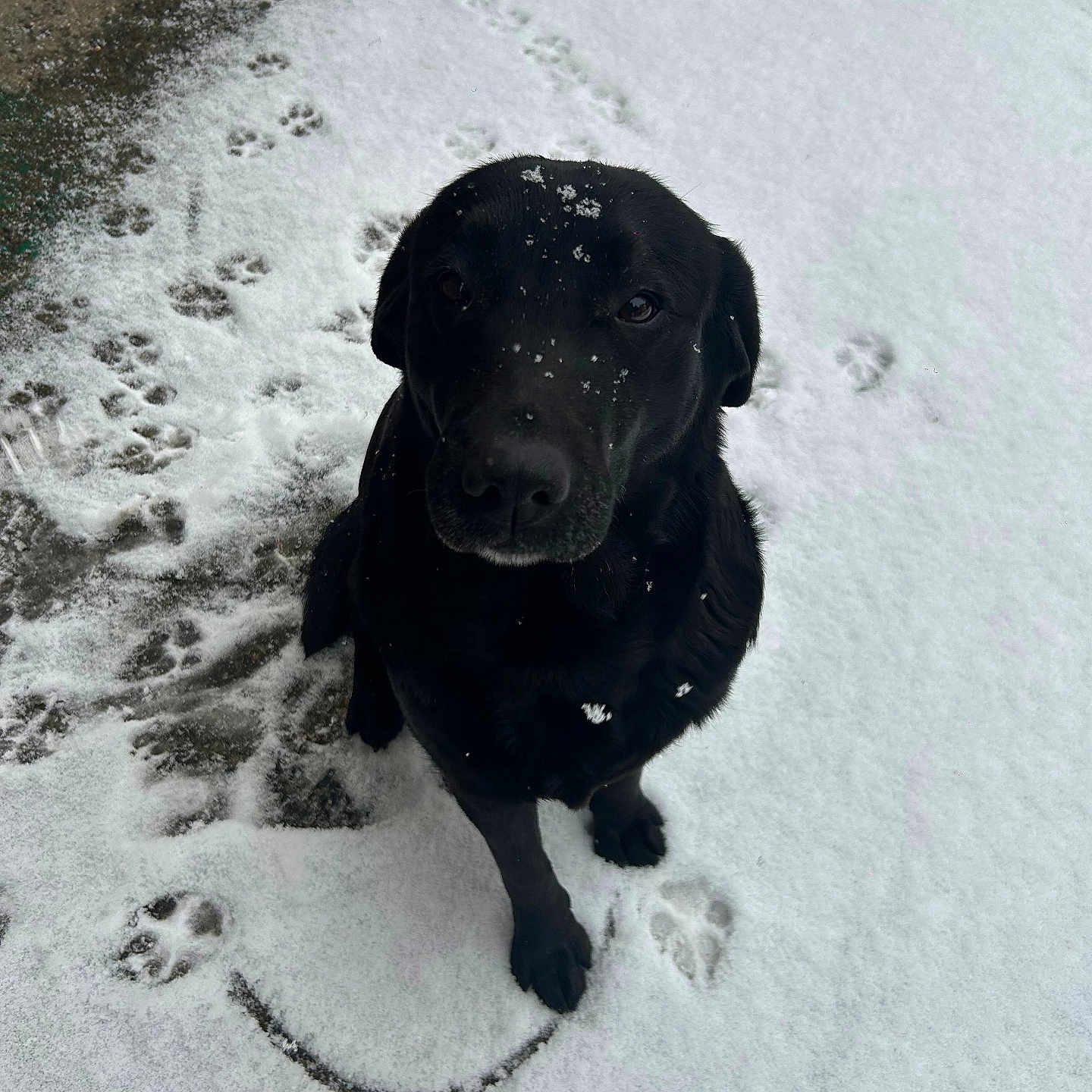 Labrador a rejoint le concours — aidez-le/la à gagner de superbes lots ! animal, beach, canine, clothing, coast, dog, footprint, footwear, hound, labradorretriever, nature, outdoors, person, pet, pointer, puppy, sea, shoe, snow, winter