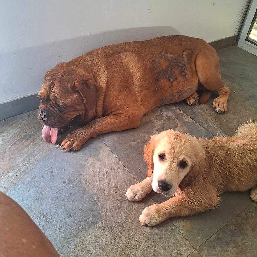 Roxy Asthon participe au concours pour gagner de l'argent avec cette photo : animal, brown_dog, bulldog, candid, cute, dogs, floor, fluffy, gallery_interface, golden_dog, indoor, lying_down, pet, phone_screenshot, puppy, sitting, tile_floor, tongue_out, wall, window