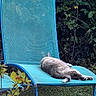 Sardine participe au concours pour gagner de l'argent avec cette photo : cat, lounging, blue_chair, outdoor, garden, grass, relaxing, animal, pet, nature, greenery, feline, resting, summer, sunlight, leafy, peaceful, backyard, wildlife, calm