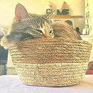 Sardine participe au concours pour gagner de l'argent avec cette photo : cat, basket, indoor, cozy, sleepy, pet, fur, woven, home, relaxed, animal, closeup, table, resting, domestic, cute, feline, curled_up, soft_light, peaceful