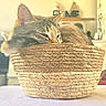 cat, basket, indoor, cozy, sleepy, pet, fur, woven, home, relaxed, animal, closeup, table, resting, domestic, cute, feline, curled_up, soft_light, peaceful