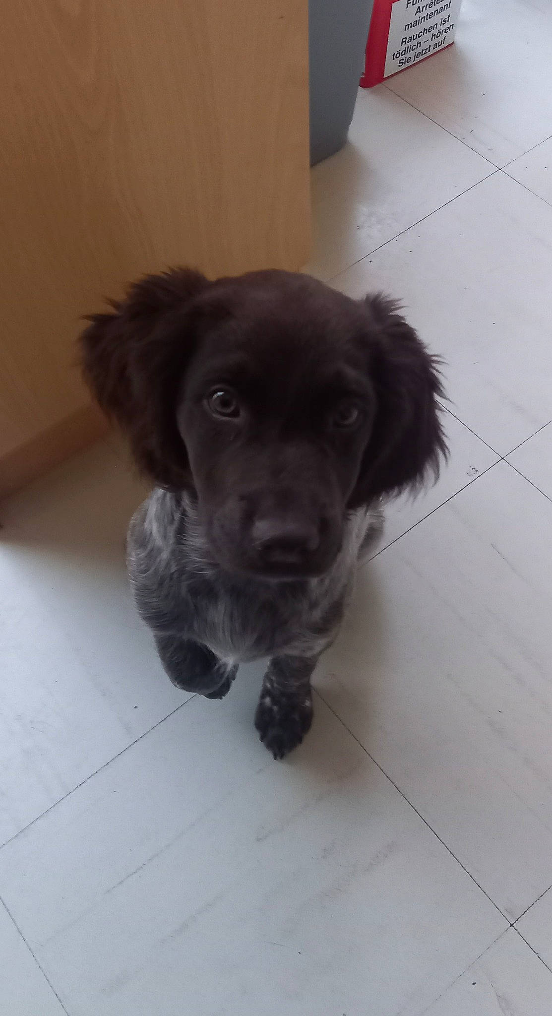 Taco participe au concours pour gagner de l'argent avec cette photo : borador, carnivore, cocker_spaniel, companion_dog, dog, dog_breed, flooring, fur, gun_dog, hardwood, liver, retriever, spaniel, tile_flooring, whiskers, working_animal