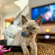 Blue joined the competition — help win amazing prizes! kitten, cat, blue_eyes, bow_tie, pet, cute, indoor, woven_surface, close_up, curious, animal, domestic_cat, feline, young_animal, soft_focus, home_interior, flower, toy, decor, playful