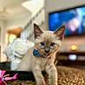 kitten, cat, blue_eyes, bow_tie, pet, cute, indoor, woven_surface, close_up, curious, animal, domestic_cat, feline, young_animal, soft_focus, home_interior, flower, toy, decor, playful