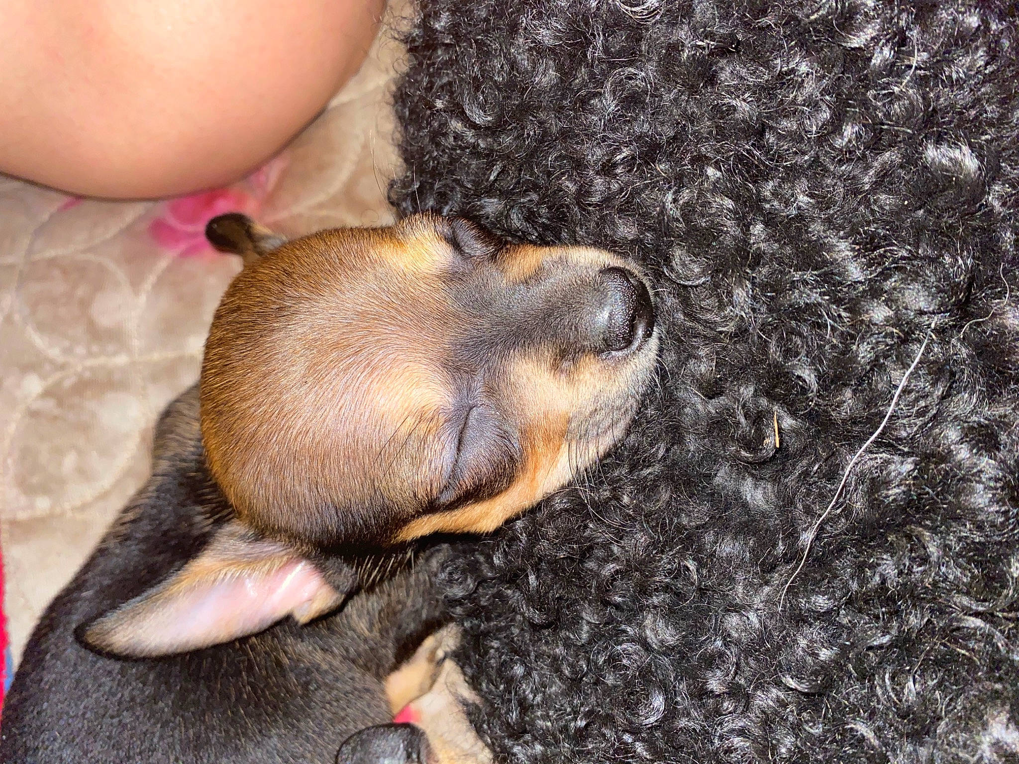 Cheddar joined the competition — help win amazing prizes! canidae, comfort, dog_breed, fawn, fur, livestock, nail, paw, snout, soil, sporting_group, suidae, terrestrial_animal, thumb, vertebrate, wildlife