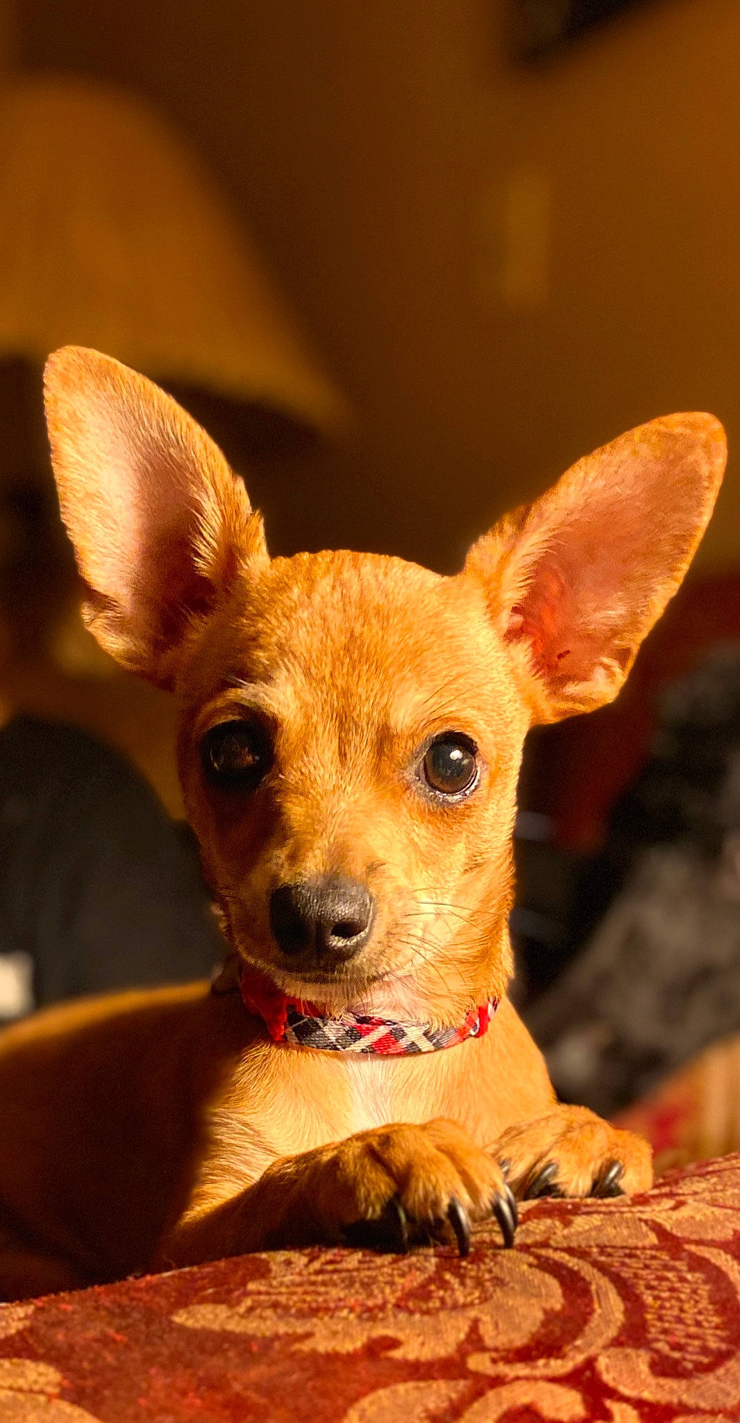 Cheddar joined the competition — help win amazing prizes! canidae, carnivore, companion_dog, dog, dog_breed, ear, event, fawn, fur, holiday, peach, puppy, snout, sporting_group, tail, terrestrial_animal, toy_dog, whiskers, wood, working_animal
