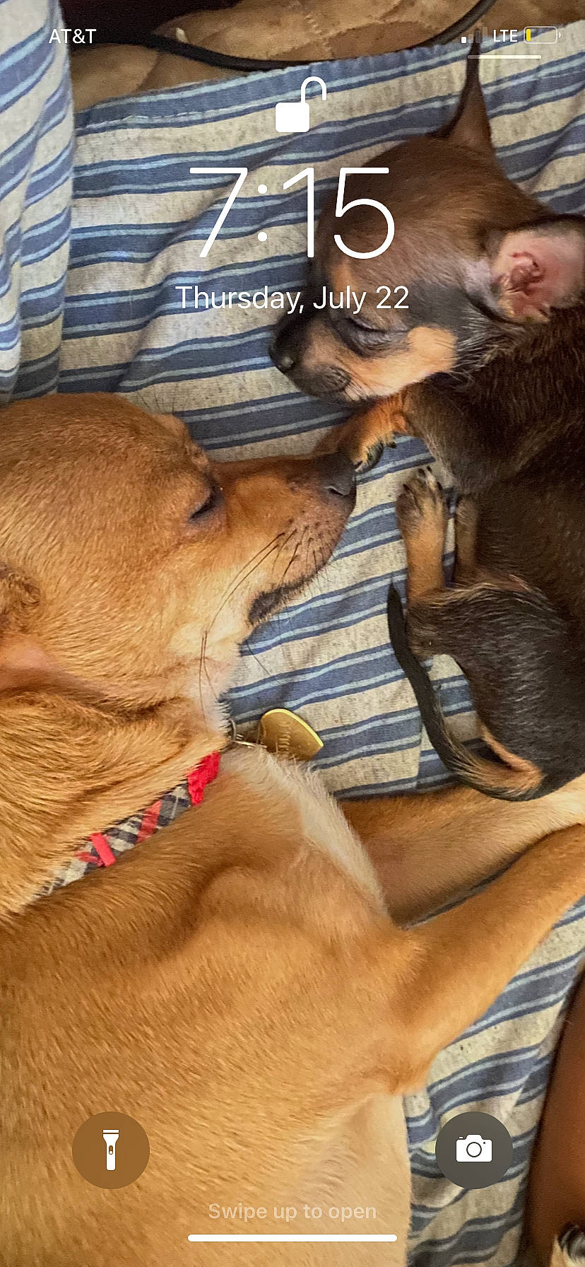 Cheddar is registered to the contest to win money with this photo: carnivore, collar, companion_dog, dog, dog_breed, dog_collar, ear, fawn, fur, gesture, liver, mammal, paw, photo_caption, snout, terrestrial_animal, vertebrate, whiskers, working_animal, wrinkle