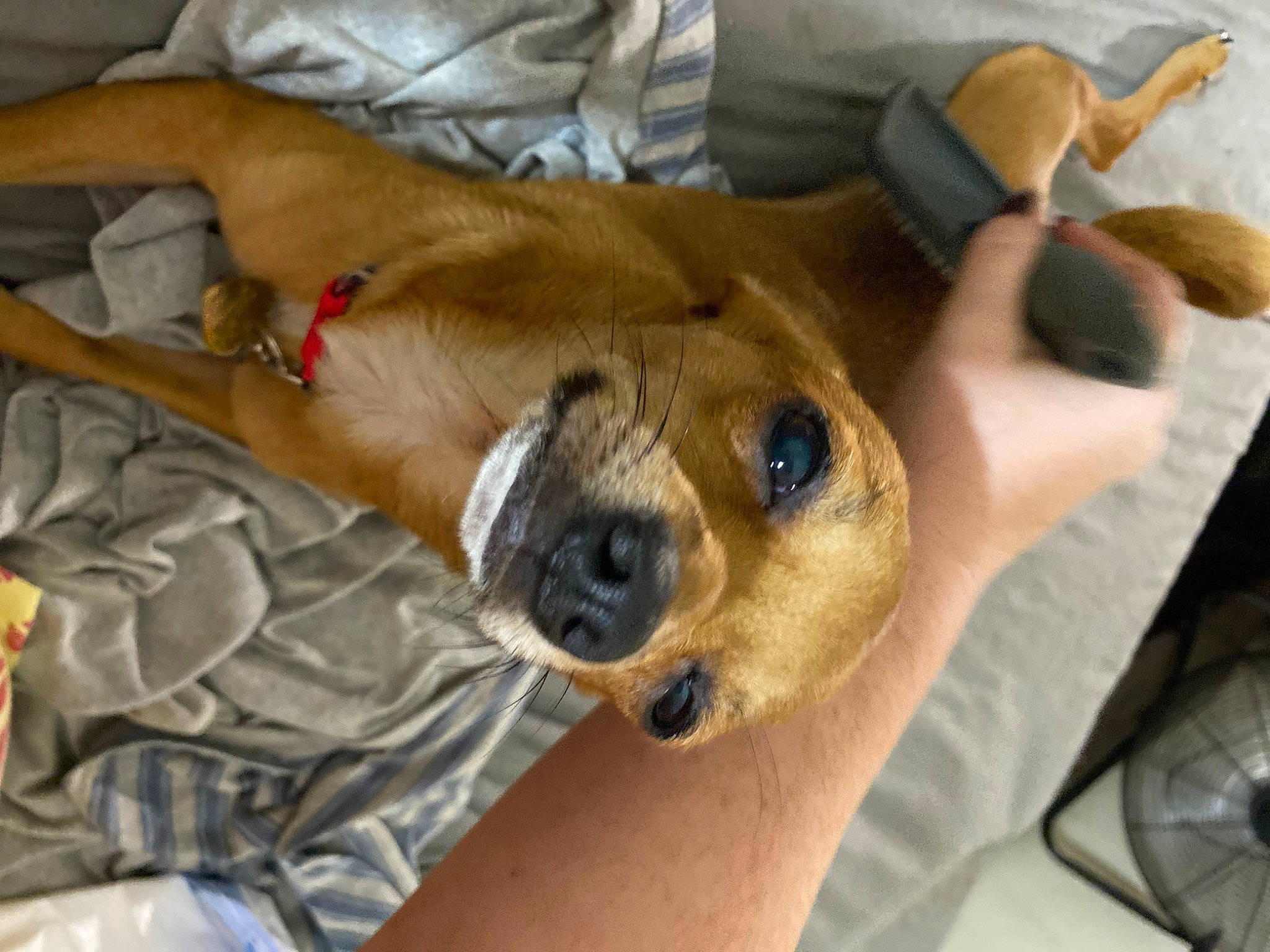 Cheddar joined the competition — help win amazing prizes! canidae, carnivore, comfort, companion_dog, dog, dog_breed, ear, fawn, fur, human_leg, nap, non_sporting_group, paw, snout, sporting_group, toy_dog, whiskers, working_animal, wrinkle