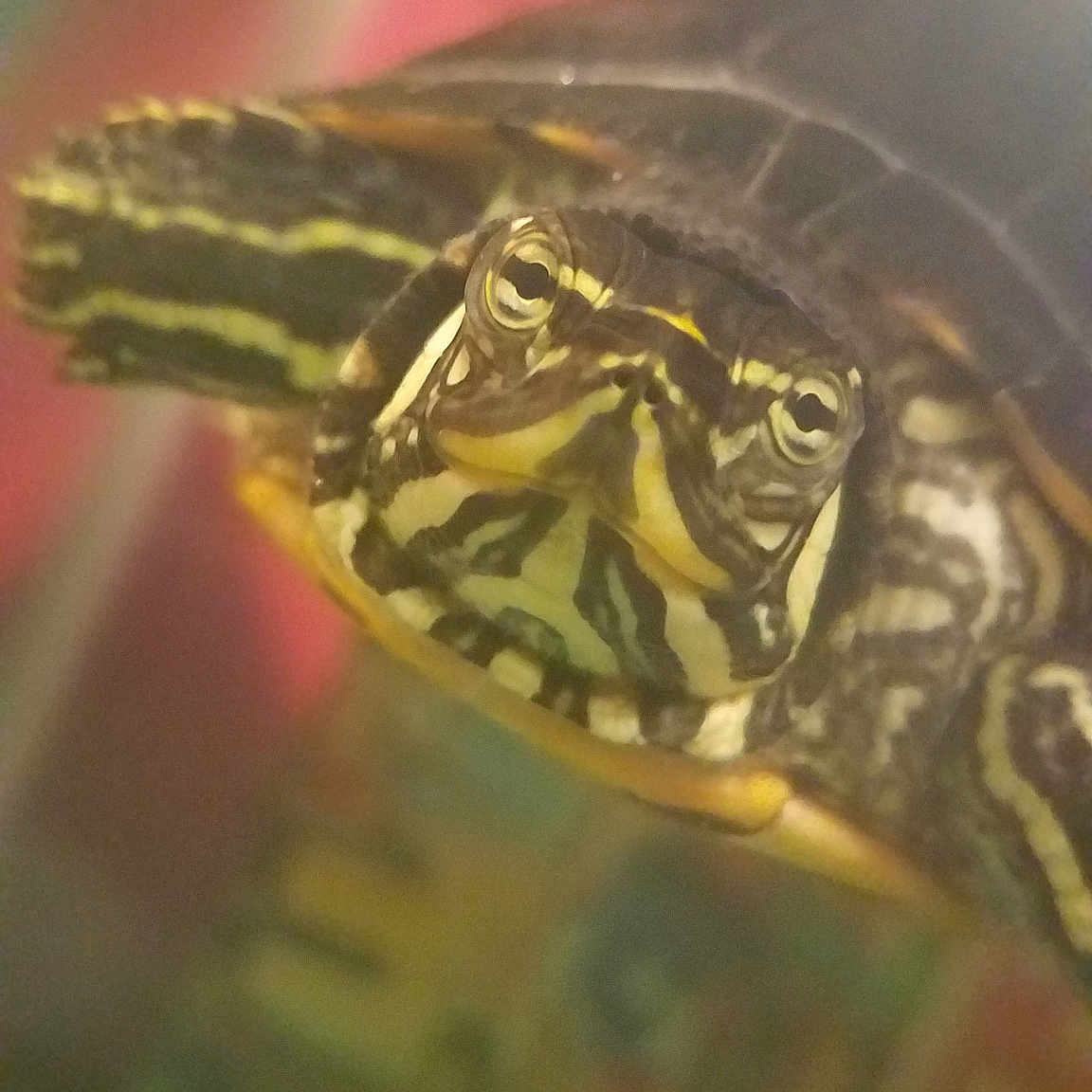 Booger is registered to the contest to win money with this photo: florida_redbelly_turtle, painted_turtle, pond_turtle, pseudemys_concinna_concinna, red_eared_slider, reptile, river_cooter, sea_turtle, terrapin, trachemys, turtle, wildlife