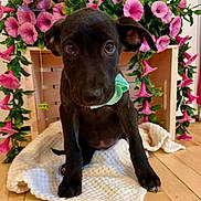 Kit Kat Michael joined the competition — help win amazing prizes! puppy, dog, black_dog, blanket, wooden_crate, pink_flowers, indoor, flooring, cute, pet, animal, green_leaves, decor, sitting, looking_at_camera, young_dog, cozy, home, close_up, adorable