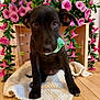 puppy, dog, black_dog, blanket, wooden_crate, pink_flowers, indoor, flooring, cute, pet, animal, green_leaves, decor, sitting, looking_at_camera, young_dog, cozy, home, close_up, adorable