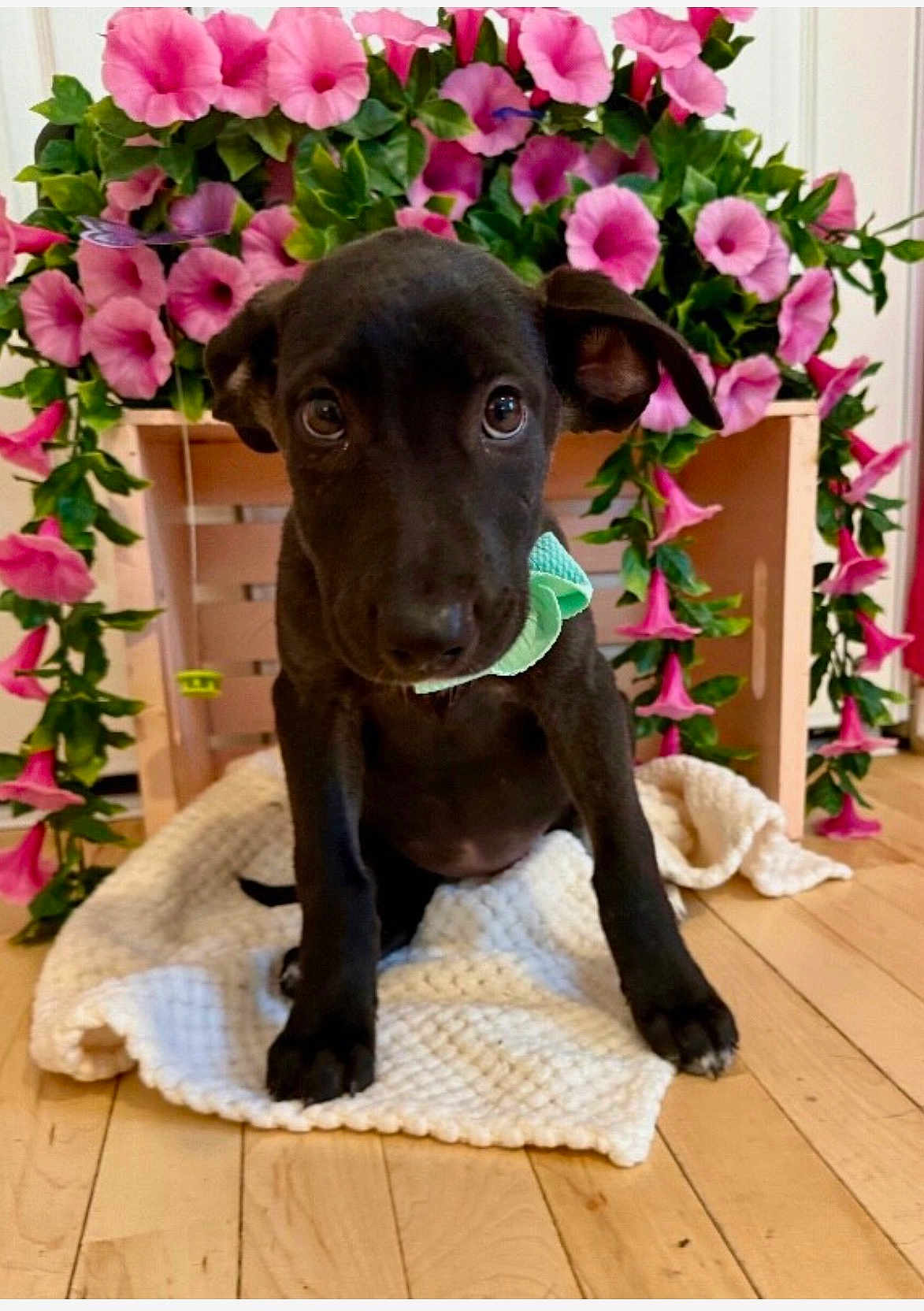 Kit Kat Michael joined the competition — help win amazing prizes! puppy, dog, black_dog, blanket, wooden_crate, pink_flowers, indoor, flooring, cute, pet, animal, green_leaves, decor, sitting, looking_at_camera, young_dog, cozy, home, close_up, adorable