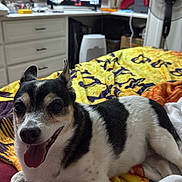 Cow joined the competition — help win amazing prizes! dog, small_dog, black_and_white, lying_down, tongue_out, happy, relaxed, bed, blanket, bedroom, indoor, home, television, fan, lamp, dresser, window_blinds, colorful, pet, portrait