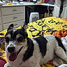 dog, small_dog, black_and_white, lying_down, tongue_out, happy, relaxed, bed, blanket, bedroom, indoor, home, television, fan, lamp, dresser, window_blinds, colorful, pet, portrait