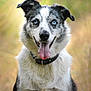 dog, blue_eyes, tongue_out, collar, happy, portrait, outdoor, blurred_background, fur, black_and_white, pet, animal, canine, close_up, nature, grass, smiling, friendly, ears, tongue