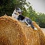 Spike a rejoint le concours — aidez-le/la à gagner de superbes lots ! dog, hay_bale, outdoor, nature, animal, field, grass, sunlight, tongue_out, relaxed, happy, collar, rural, summer, pet, mammal, fur, canine, resting, greenery