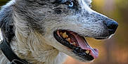 Spike a rejoint le concours — aidez-le/la à gagner de superbes lots ! dog, blue_eye, collar, fur, tongue_out, side_profile, canine, pet, outdoor, nature, animal, happy, muzzle, ears, portrait, close_up, background_blur, whiskers, snout, alert