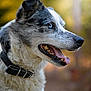 Spike participe au concours pour gagner de l'argent avec cette photo : dog, blue_eye, collar, fur, tongue_out, side_profile, canine, pet, outdoor, nature, animal, happy, muzzle, ears, portrait, close_up, background_blur, whiskers, snout, alert