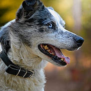Spike participe au concours pour gagner de l'argent avec cette photo : dog, blue_eye, collar, fur, tongue_out, side_profile, canine, pet, outdoor, nature, animal, happy, muzzle, ears, portrait, close_up, background_blur, whiskers, snout, alert