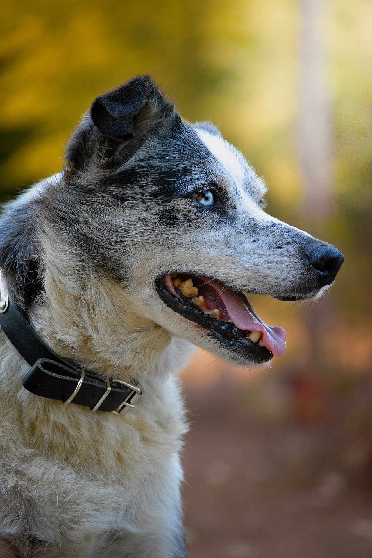 Spike participe au concours pour gagner de l'argent avec cette photo : dog, blue_eye, collar, fur, tongue_out, side_profile, canine, pet, outdoor, nature, animal, happy, muzzle, ears, portrait, close_up, background_blur, whiskers, snout, alert