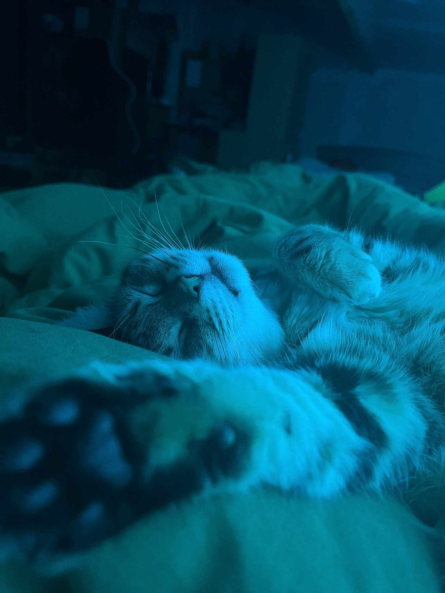 Yoshi