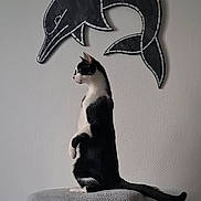Zorro a rejoint le concours — aidez-le/la à gagner de superbes lots ! cat, black_and_white, animal, pet, sitting, upright, scratching_post, furniture, dolphin, wall_art, indoor, home, portrait, tail, whiskers, ears, fur, gray_wall, vertical_photo, funny_pose