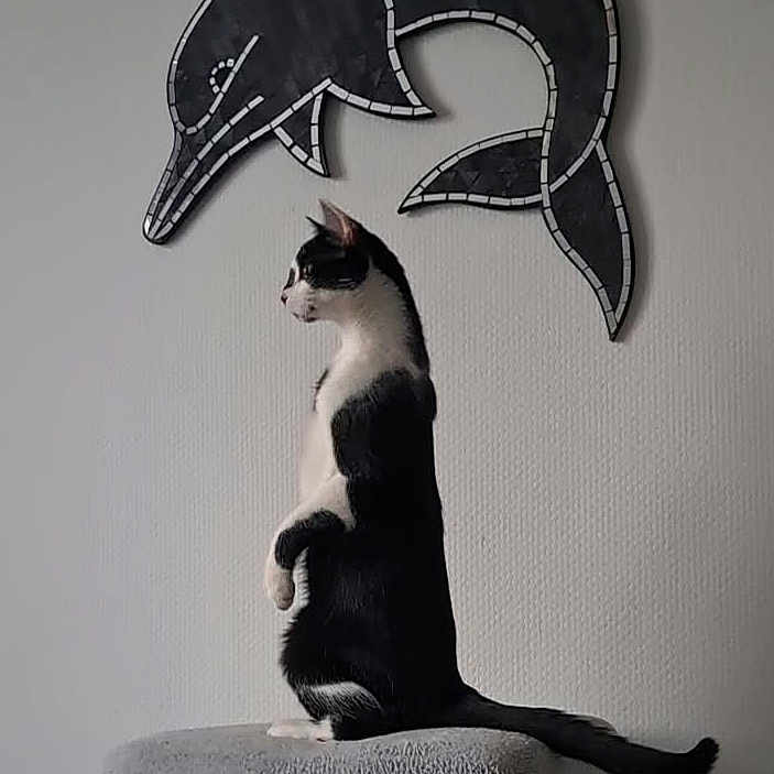 Zorro a rejoint le concours — aidez-le/la à gagner de superbes lots ! cat, black_and_white, animal, pet, sitting, upright, scratching_post, furniture, dolphin, wall_art, indoor, home, portrait, tail, whiskers, ears, fur, gray_wall, vertical_photo, funny_pose