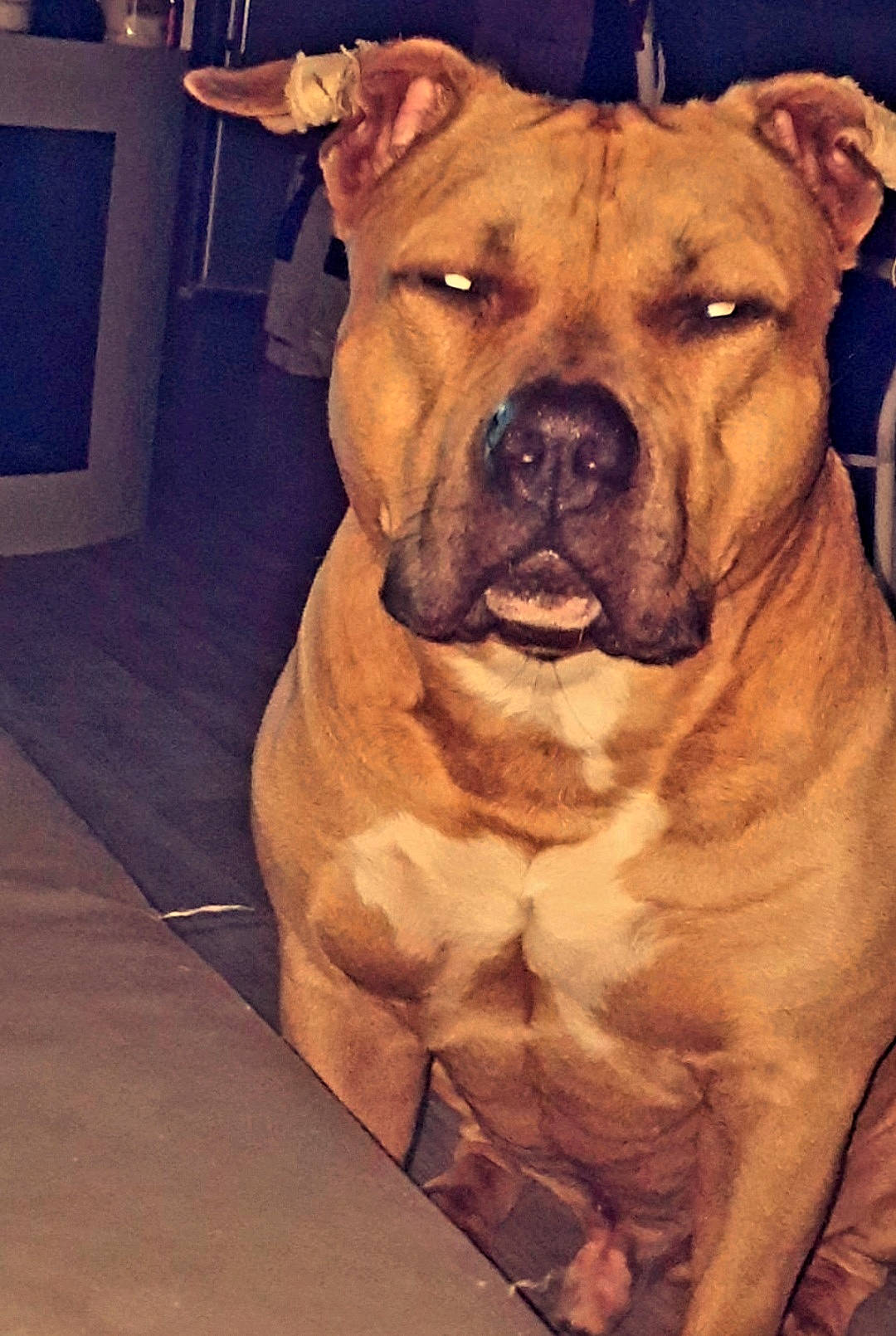 Narcos participe au concours pour gagner de l'argent avec cette photo : canidae, carnivore, companion_dog, dog, dog_breed, dog_collar, fawn, guard_dog, molosser, picture_frame, shar_pei, sky, snout, sporting_group, television, whiskers, window, working_animal, working_dog, wrinkle