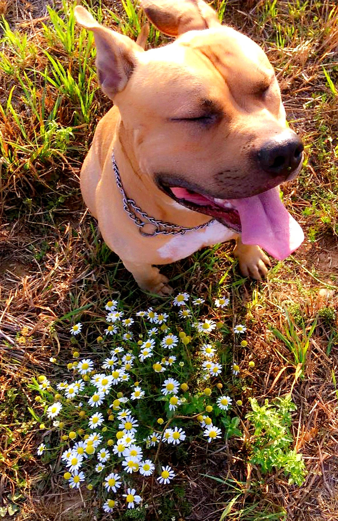 Narcos participe au concours pour gagner de l'argent avec cette photo : annual_plant, carnivore, collar, companion_dog, dog, dog_breed, dog_collar, fawn, flower, flowering_plant, grass, groundcover, herbaceous_plant, people_in_nature, petal, plant, snout, tail, whiskers, working_animal