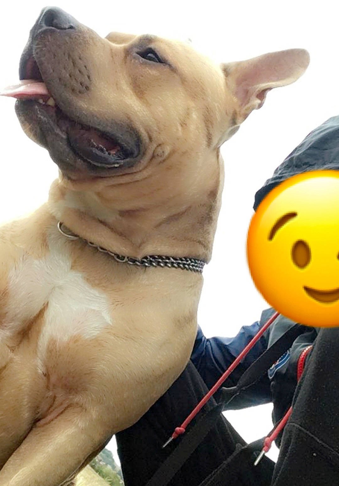 Narcos participe au concours pour gagner de l'argent avec cette photo : adventure, canidae, carnivore, collar, companion_dog, dog, dog_breed, dog_collar, dog_supply, fang, fawn, guard_dog, leash, lifejacket, molosser, snout, sporting_group, whiskers, working_animal, working_dog