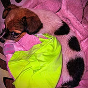 Boog is registered to the contest to win money with this photo: animal, blanket, cozy, cute, dog, domestic_animal, ear, fur, green_cloth, indoor, pet, pink, puppy, resting, sleepy, small, snout, soft, spot, young