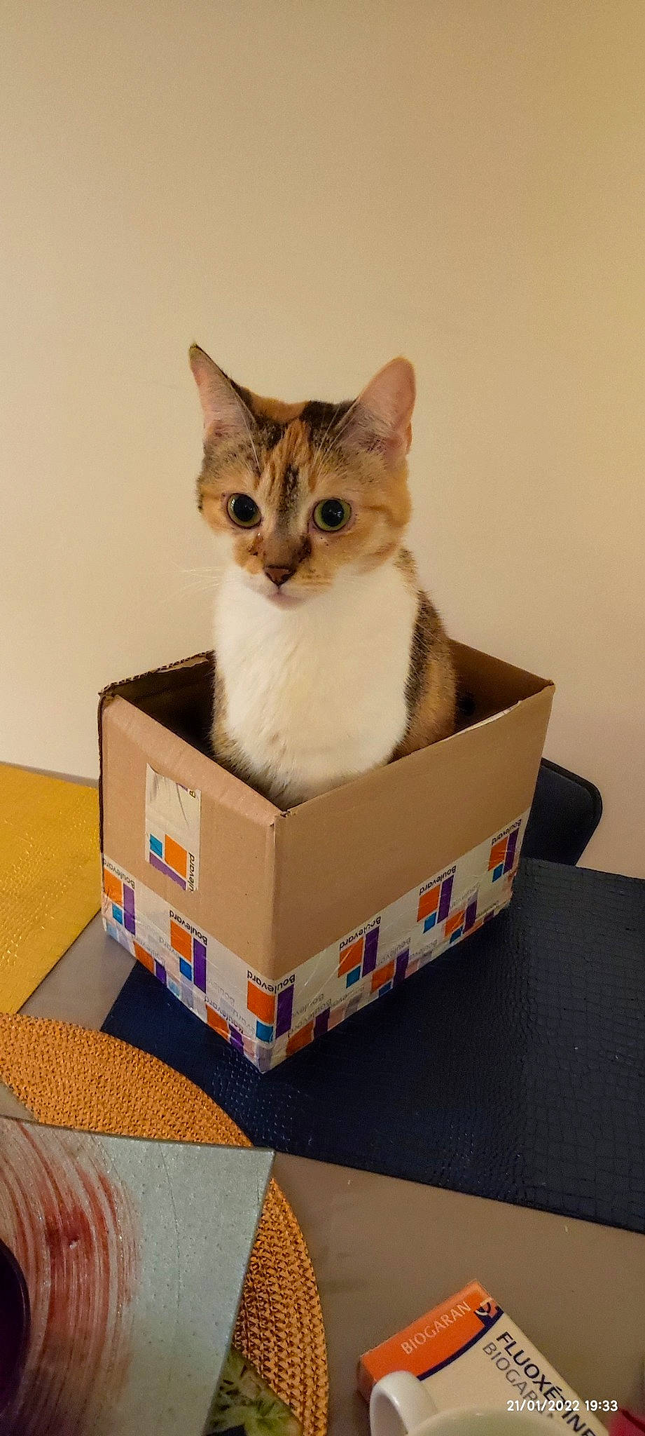 Ruby a rejoint le concours — aidez-le/la à gagner de superbes lots ! box, cardboard, carnivore, carton, cat, cat_supply, domestic_short_haired_cat, fawn, felidae, packaging_and_labeling, packing_materials, paper, paper_product, pet_supply, rectangle, shipping_box, small_to_medium_sized_cats, snout, whiskers
