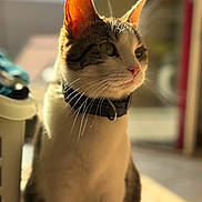 Thia a rejoint le concours — aidez-le/la à gagner de superbes lots ! cat, domestic_cat, pet, indoor, collar, whiskers, ears, sunlight, close_up, portrait, feline, mammal, animal, sitting, looking_away, blurred_background, fur, pink_nose, calm, household