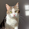 Thia a rejoint le concours — aidez-le/la à gagner de superbes lots ! cat, green_eyes, whiskers, fur, sitting, sunlight, shadow, texture, pet, animal, domestic_cat, cute, feline, indoor, portrait, close_up, soft_light, calm, relaxed, striped