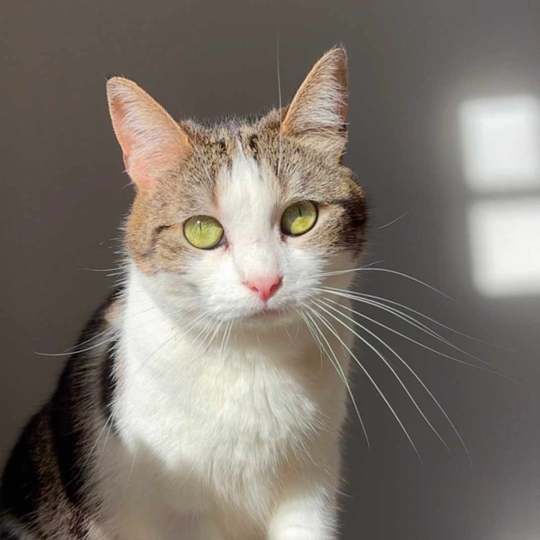 Thia a rejoint le concours — aidez-le/la à gagner de superbes lots ! cat, green_eyes, whiskers, fur, sitting, sunlight, shadow, texture, pet, animal, domestic_cat, cute, feline, indoor, portrait, close_up, soft_light, calm, relaxed, striped