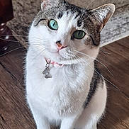 Elsa joined the competition — help win amazing prizes! cat, feline, tabby, white_fur, green_eyes, collar, pet_tag, whiskers, sitting, paws, wood_floor, carpet, indoor, close_up, portrait, curious, cute, domestic_cat, cute_pet, fur_texture