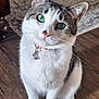 cat, feline, tabby, white_fur, green_eyes, collar, pet_tag, whiskers, sitting, paws, wood_floor, carpet, indoor, close_up, portrait, curious, cute, domestic_cat, cute_pet, fur_texture