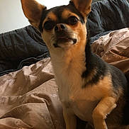 Valy a rejoint le concours — aidez-le/la à gagner de superbes lots ! dog, small_dog, pet, bed, blanket, cushion, indoor, canine, ears, fur, cute, animal, looking, cozy, resting, portrait, brown, black, white, domestic