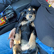 Albert a rejoint le concours — aidez-le/la à gagner de superbes lots ! black_top, car_seat, casual, closeup, cute, dog, fur, hand, indoors, jeans, lap, nail_polish, necklace, paws, person, puppy, relaxed, resting, seatbelt, sitting