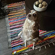 Bailey joined the competition — help win amazing prizes! coffee_table, colorful_rug, cute, decorative_balls, decorative_bowl, dog, floor, fur, furniture, home, indoor, jumping, living_room, looking_up, pet, playful, remote_control, rug, small_dog, wooden_floor