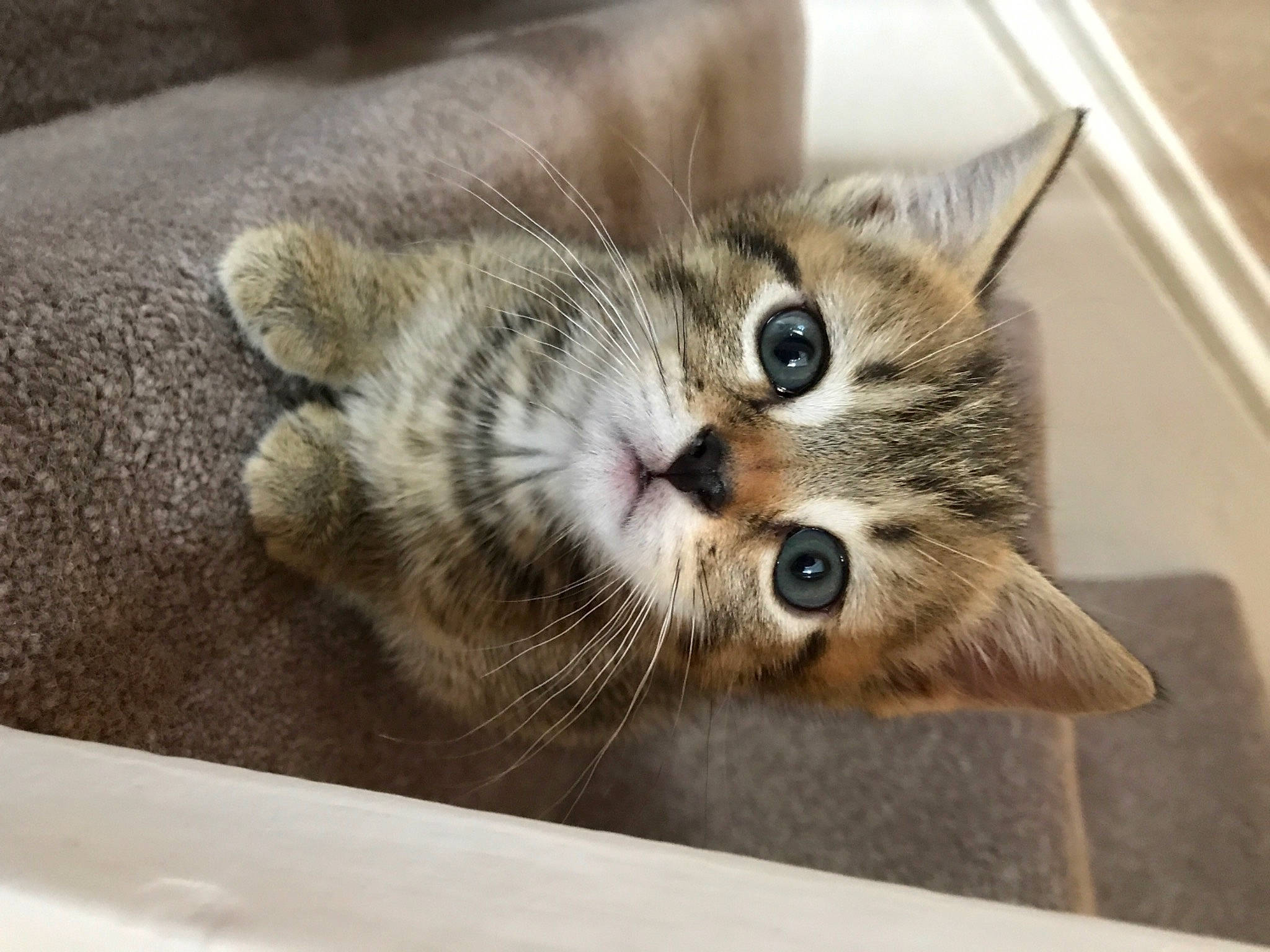 Winnie joined the competition — help win amazing prizes! carnivore, cat, claw, domestic_short_haired_cat, fawn, felidae, fur, paw, small_to_medium_sized_cats, snout, tail, terrestrial_animal, whiskers, wood