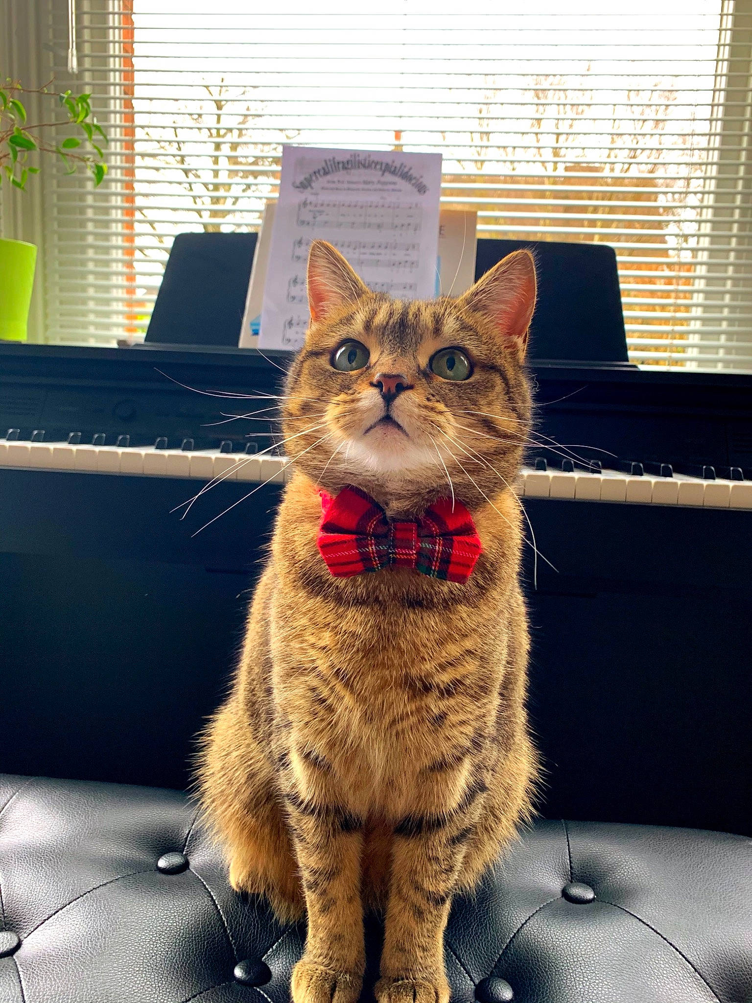 Winnie joined the competition — help win amazing prizes! carnivore, cat, comfort, domestic_short_haired_cat, eye, fawn, felidae, fur, leg, paw, plant, rectangle, small_to_medium_sized_cats, snout, tail, terrestrial_animal, tree, whiskers, window, window_blind